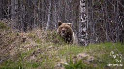 Спасатели напоминают горожанам о возможном появлении в лесу бурых медведей