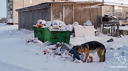 Переполненные мусорные контейнеры УК «Нарьян-Марстрой» обошлись в 136 тысяч рублей