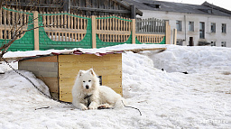 Собачьим будкам – не место во дворах многоквартирных домов
