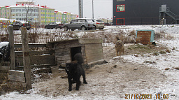 Горожане пожаловались на собачьи будки у многоквартирных домов.