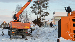 В микрорайоне Старый аэропорт пересаживают ели и березы