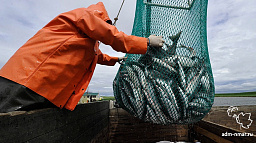 Общественные обсуждения вопросов рыбодобычи
