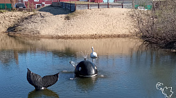 В микрорайоне Захребетный в летнее плавание отправились лебеди и киты
